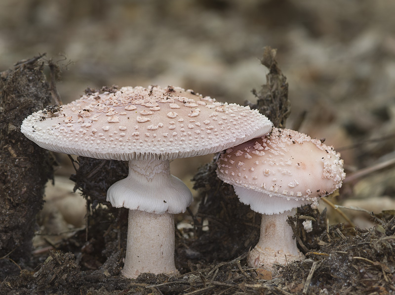 Amanita rubescens